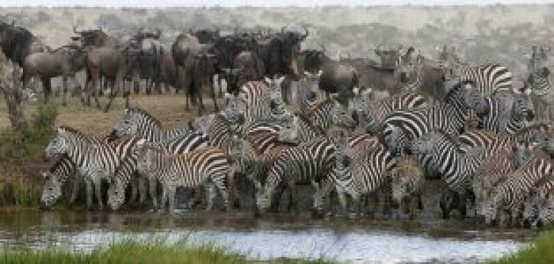 Combined Kenya And Tanzania Safari: 