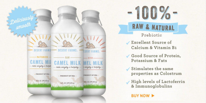 What Is The Best Time To Consume Raw Camel Milk?: 