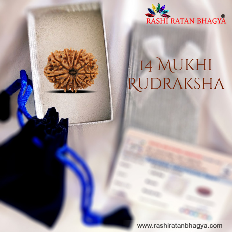 Buy 14 Mukhi Rudraksha At Best Price: 