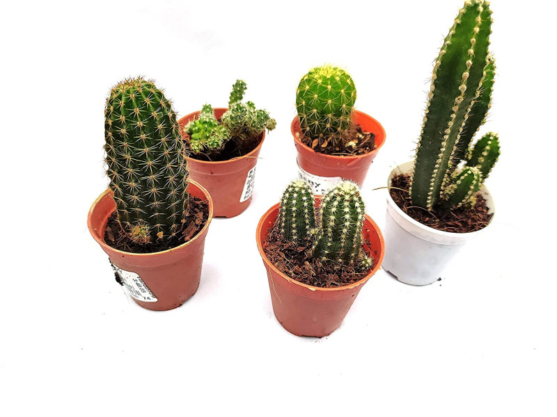 Cacti Plants: Desert Treasures with a Prickly Personality
