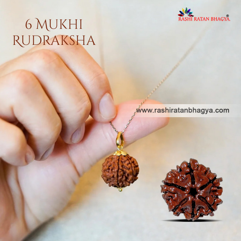Buy 6 Mukhi Rudraksha FromRashiRatanBhagya At Genuine: 