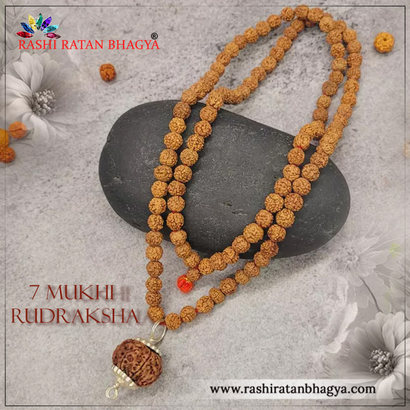 Buy 7 Mukhi Rudraksha From Rashi Ratan Bhagya At Genuine: 