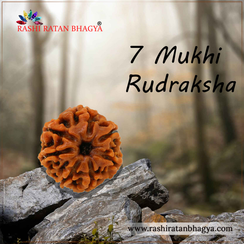 Shop 7 Mukhi Rudraksha Online At the best Price: 