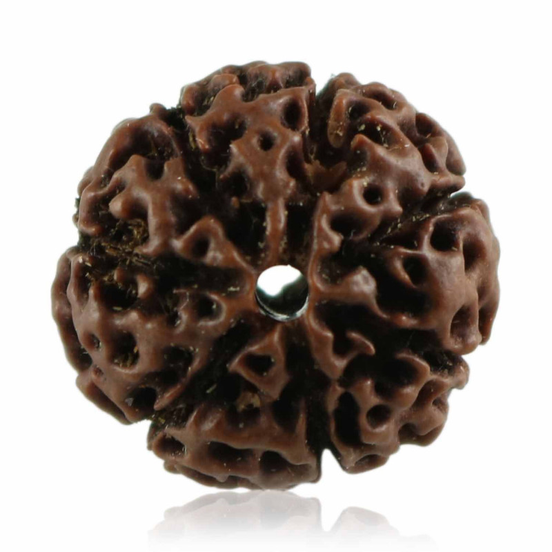 Shop 7 Mukhi Rudraksha Online at The Best Price: 