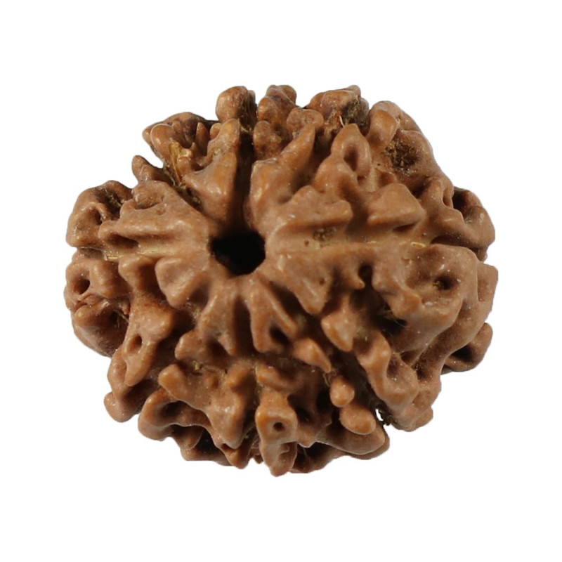 Shop 8 Mukhi Rudraksha Online at The Best Price: 