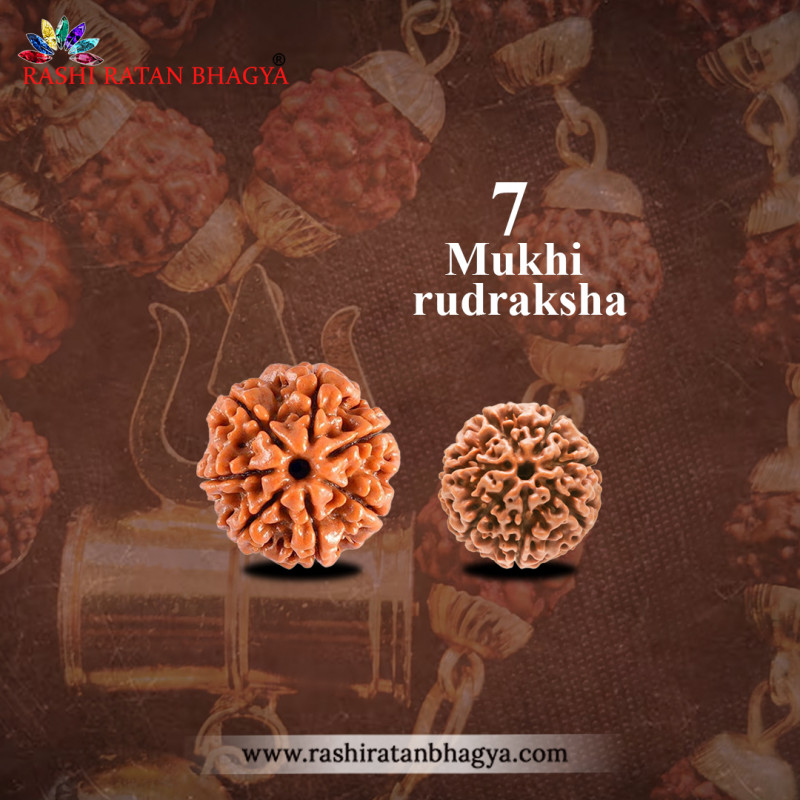 Buy 7 Mukhi Rudraksha From Rashi Ratan Bhagya: 