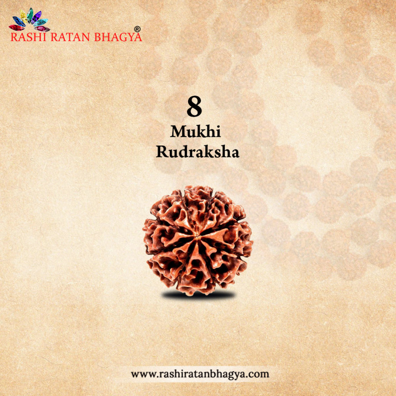 8 Mukhi Rudraksha Online Best Price in India.: 