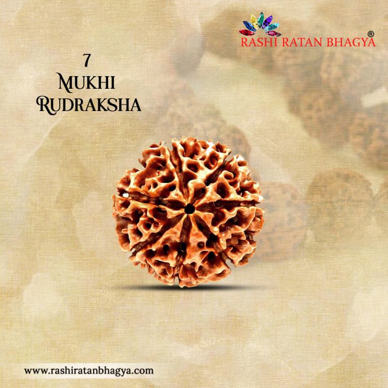 Shop 7 Mukhi Rudraksha Online From Rashi Ratan Bhagya at the Best Price.: 