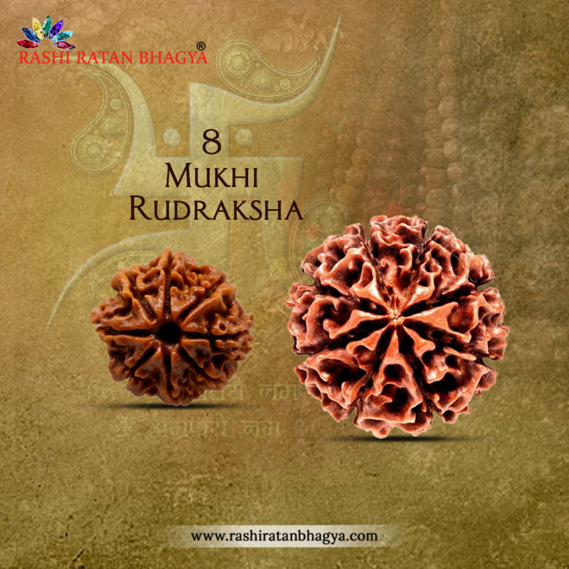 Shop 8 Mukhi Rudraksha Online at The Best Price: 