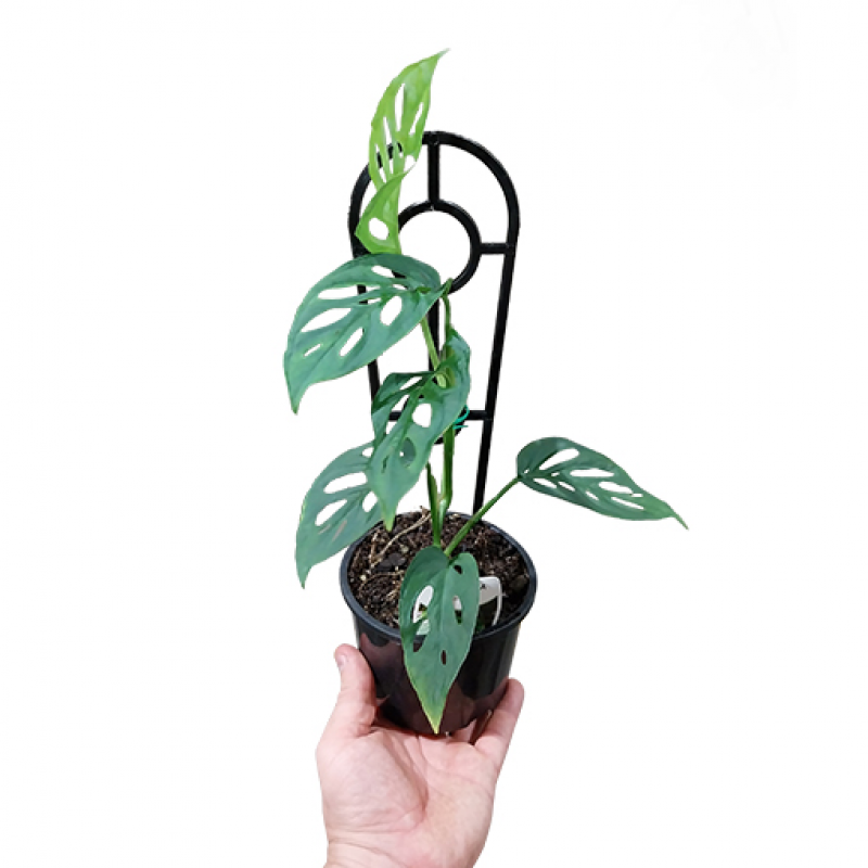 Incorporating Monstera plants into your home decor offers a world of creative possibilities.: 