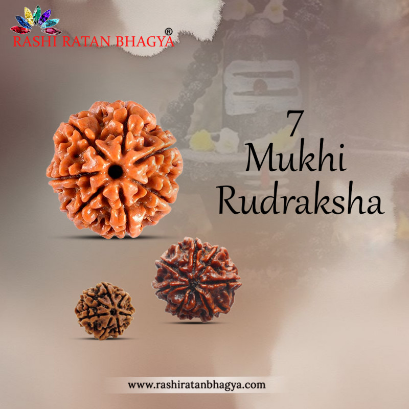 Buy 7 Mukhi Rudraksha Online at Rashi Ratan Bagya: 