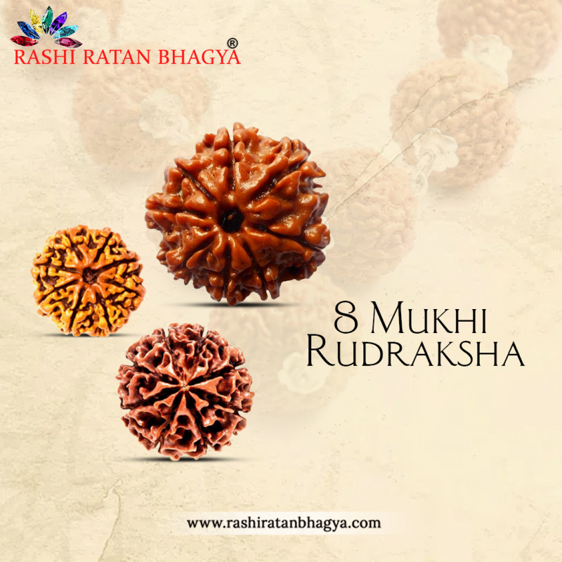8 Mukhi Rudraksha Online Best Price in India.: 