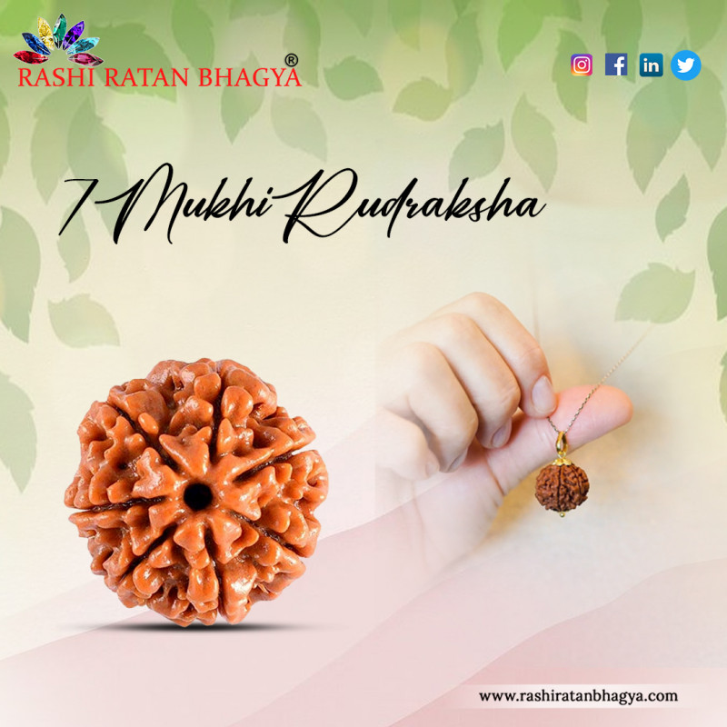 Buy 7 Mukhi Rudraksha From Rashi Ratan Bhagya At Genuine: 