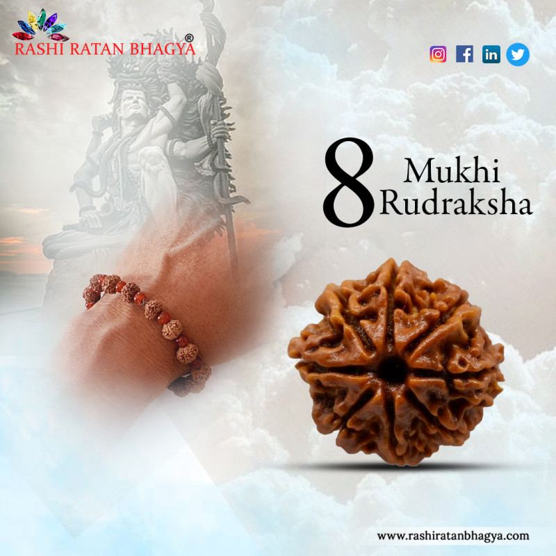 Buy 8 Mukhi Rudraksha Online at Rashi Ratan Bagya: 