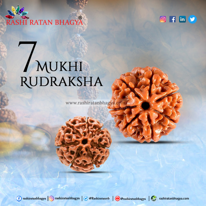 7 Mukhi Rudraksha Online Best Price in India.: 