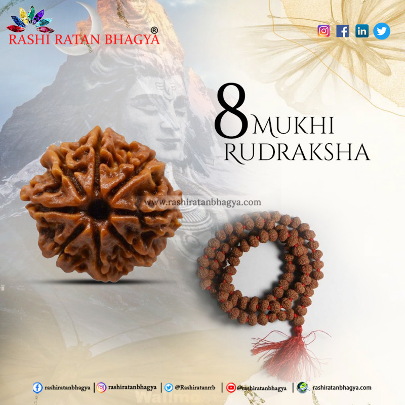 Buy 8 Mukhi Rudraksha From Rashi Ratan Bhagya: 