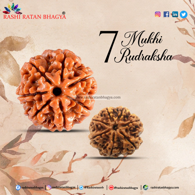 Shop 7 Mukhi Rudraksha Online at The Best Price: 
