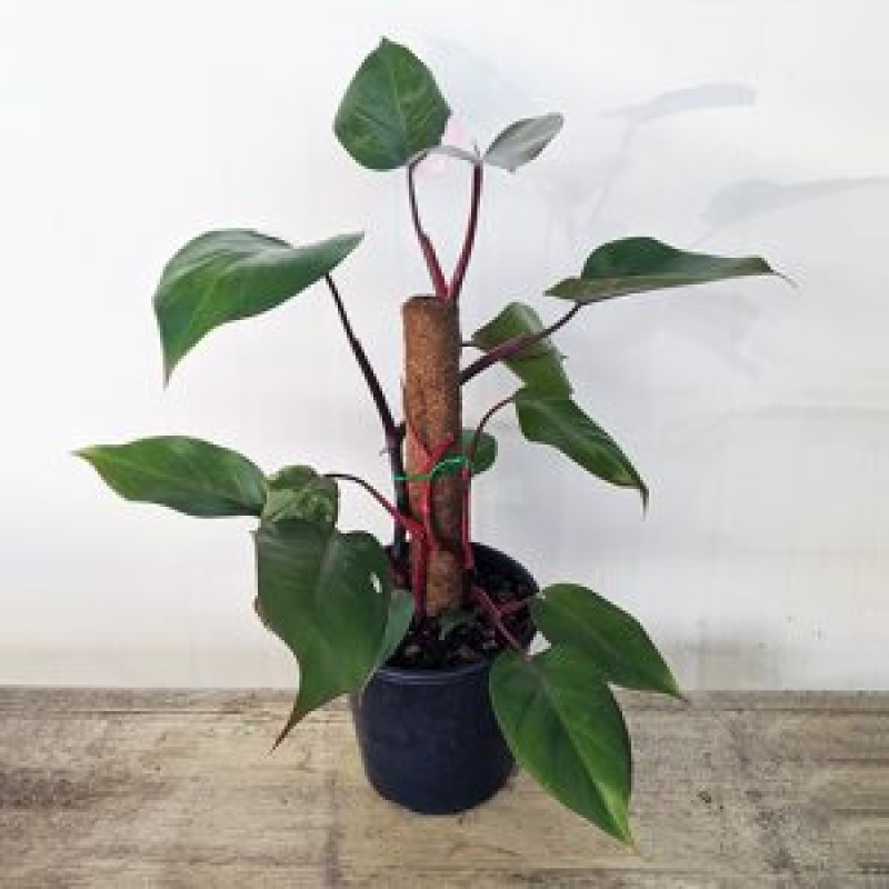 Philodendron Erubescens Pink Princess 170mm (Low Variegation): 