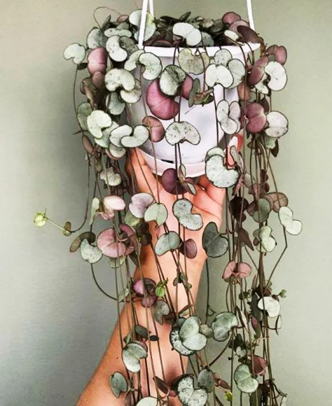 String of Hearts Plant, Ceropegia Woodii House Plant: 