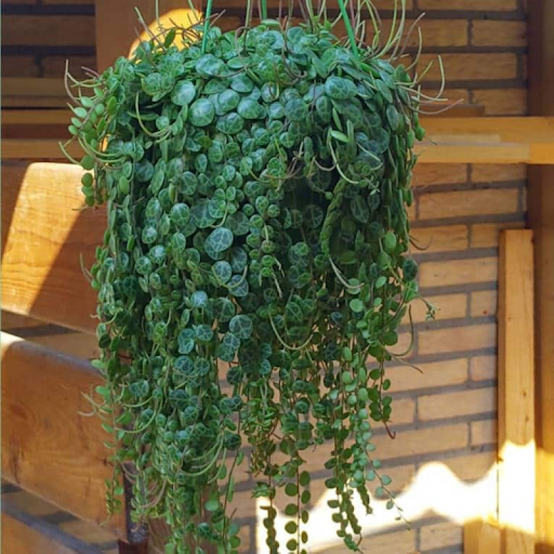Chain of Hearts - Delicate Beauty for Your Home Indoor: 