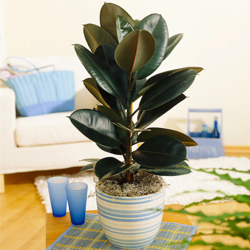Create a Tropical Paradise - Exotic Tropical Plants Await You!: 