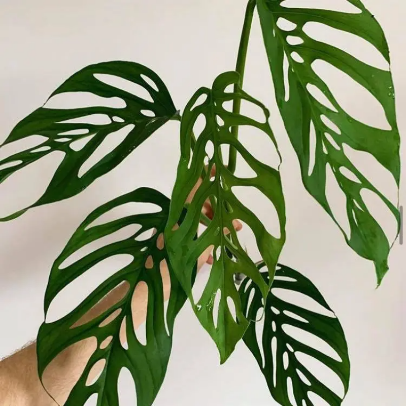 Monstera Plant: Classic & Pretty: 