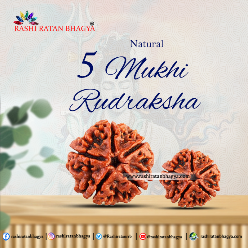 Buy 5 Mukhi Rudraksha Best price Online at Rashi Ratan Bagya: 