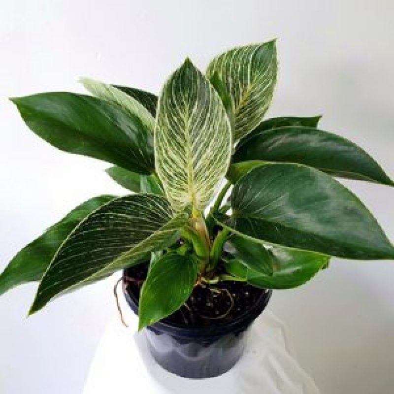 Bring Philodendron Birkin Home by Ordering from Online Nursery: 