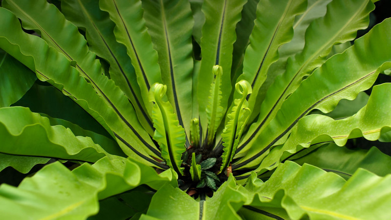 Verdant Elegance: Birds Nest Ferns Await You at The Jungle Collective!