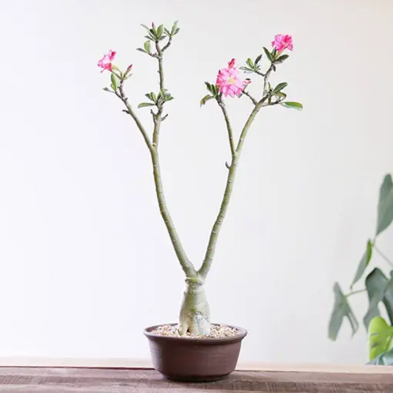 Adenium Desert Rose: Nature's Artistry, Yours to Embrace: 