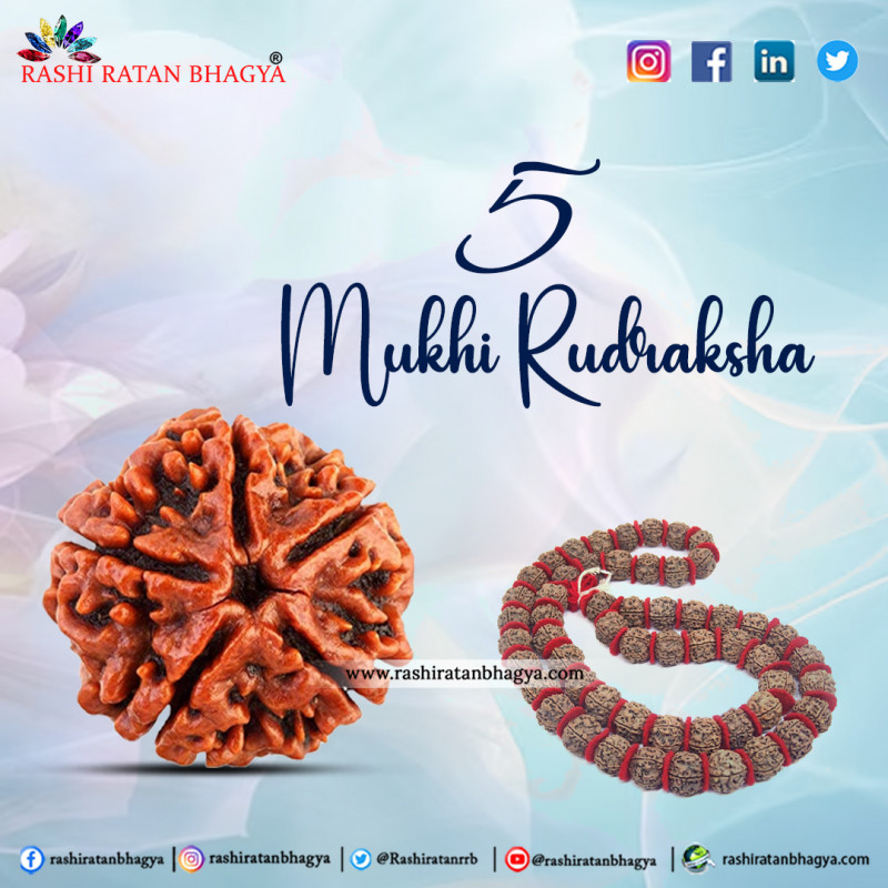 Buy 5 Mukhi Rudraksha Best price Online at Rashi Ratan Bagya: 