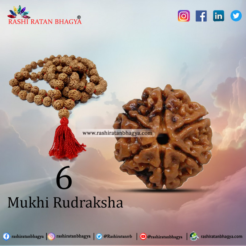 Shop Certified 6 Mukhi Rudraksha Online at The Best Price: 