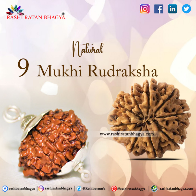 Buy Certified 9 Mukhi Rudraksha Online in India: 