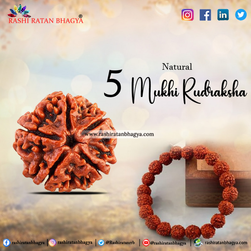 Get Original 5 Mukhi Rudraksha Online from Rashi Ratan Bhagya: 