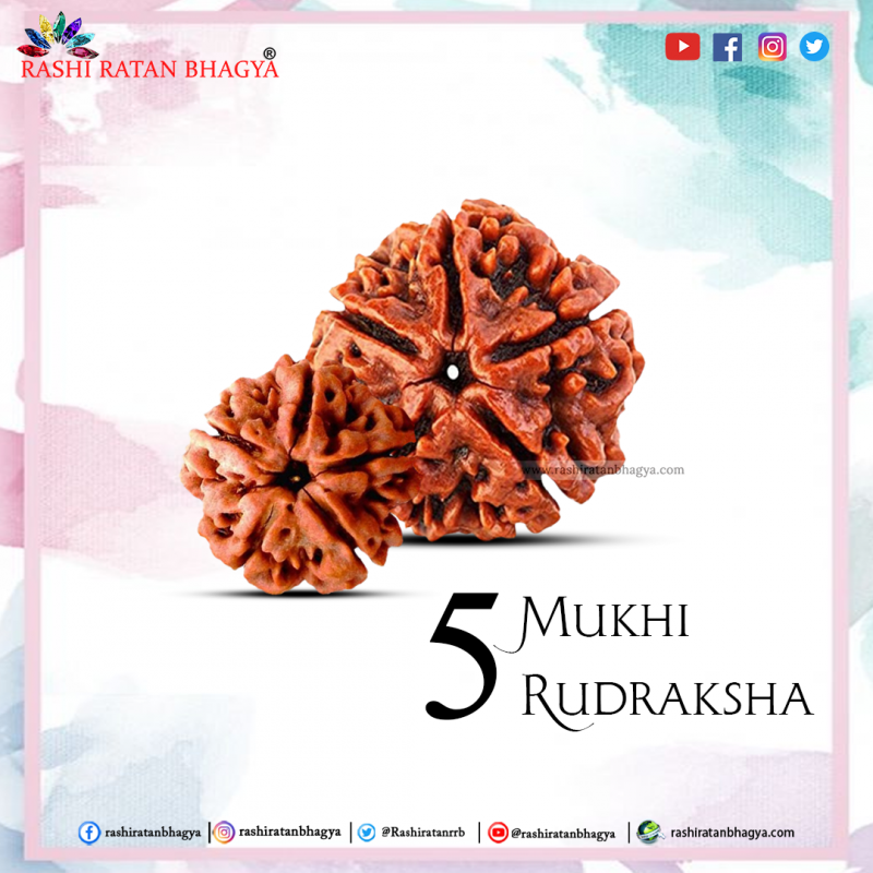 Buy Natural 5 Mukhi Rudraksha from Rashi Ratan Bhagya: 