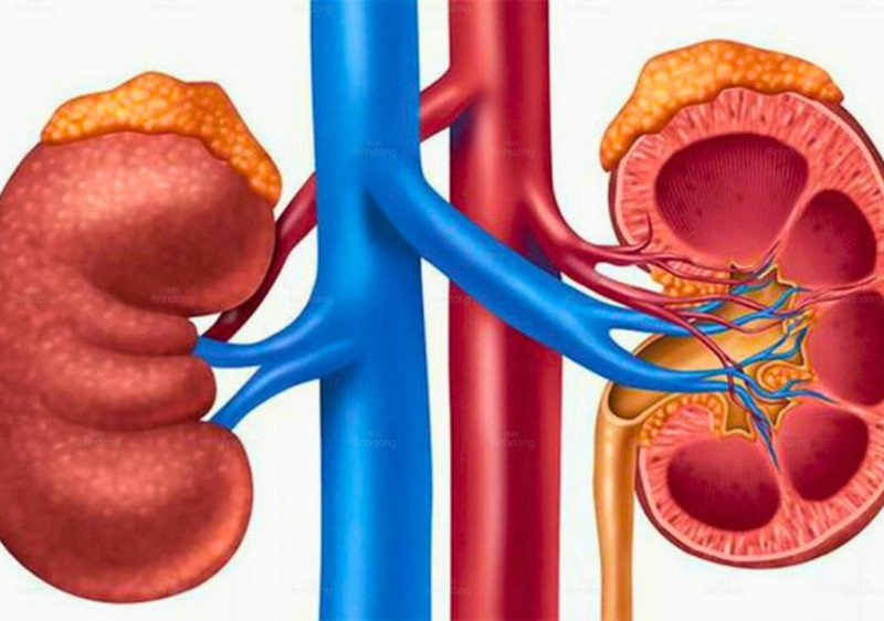 Thận âm hư là dấu hiệu của bệnh gì? Nguyên nhân và Cách điều trị