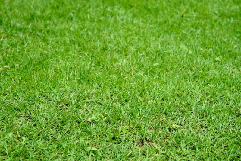 Starturf - Your One-Stop Shop for Thriving Bermuda Grass in Florida: 