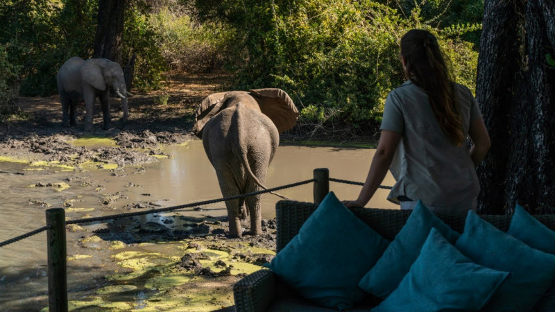 Explore Tanzania's Rich Wildlife with Our Exclusive Safari Packages