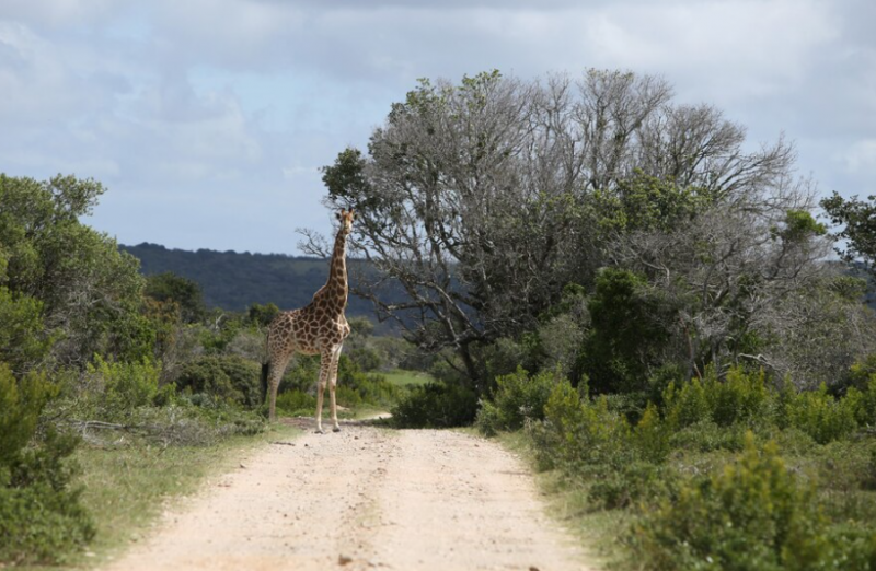 Unforgettable Escapes: Top South African Safari Lodges