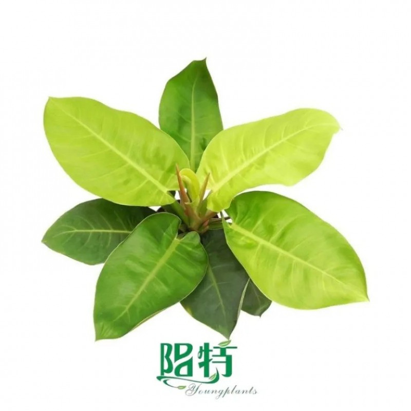 The Process of Cultivating Plug Plants for Wholesale Distribution: 