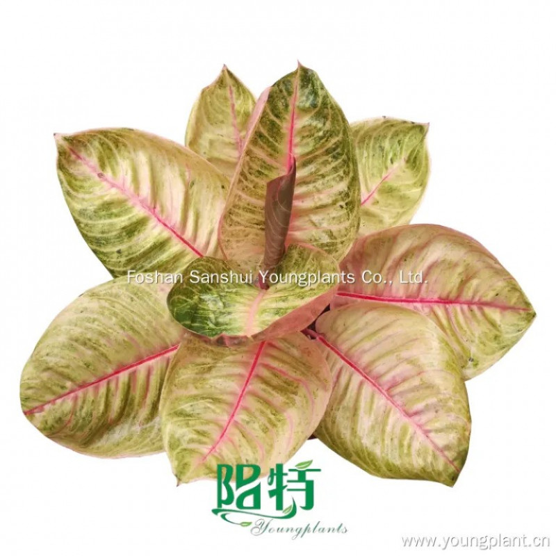 Understanding the Process of Aglaonema Tissue Culture Propagation: 