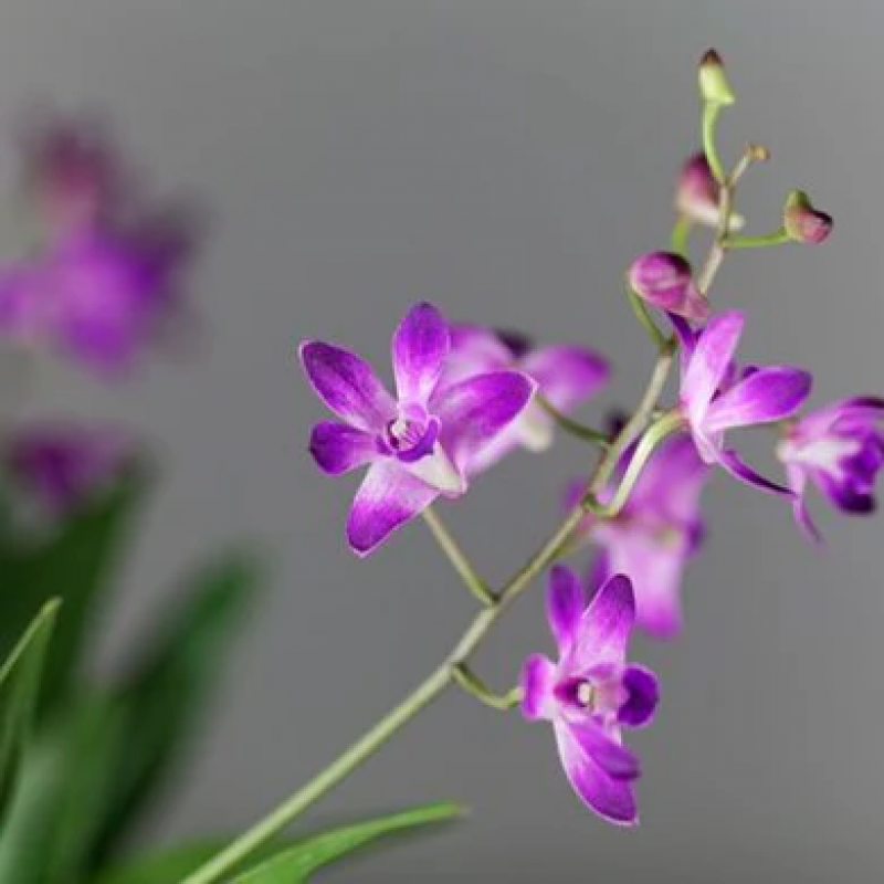 Nursery in Rome: Vivai Federici's Commitment to Providing Affordable Plants: 
