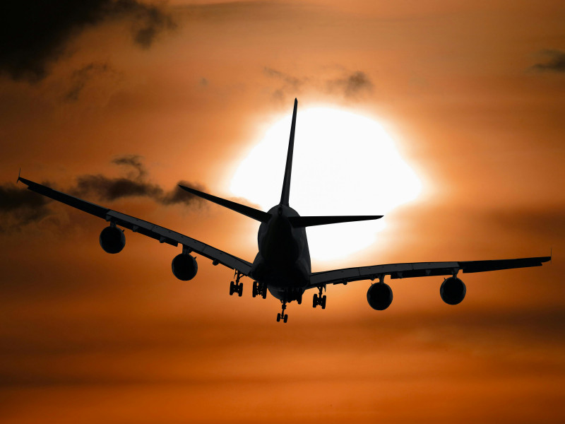 Can you Bring Dogs on Flights?: 