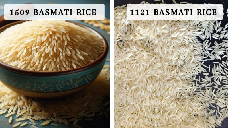Which is Better, 1121 or 1509 Basmati?: 