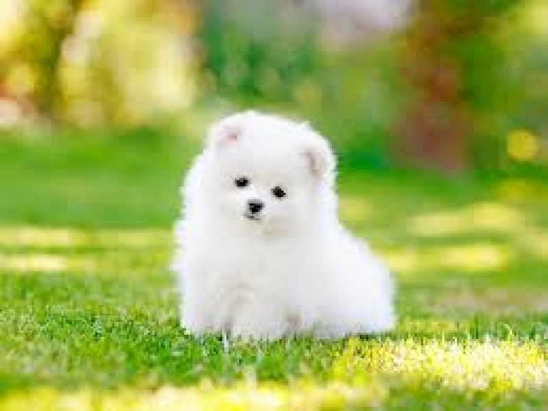 Complete Pet Service: 