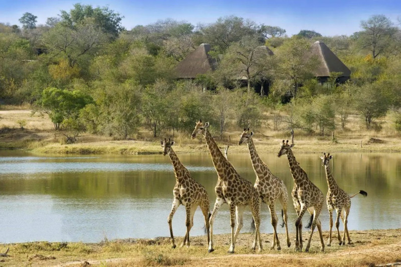 Kruger park safari
