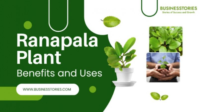 Ranapala Plant Benefits and How to Use It: 