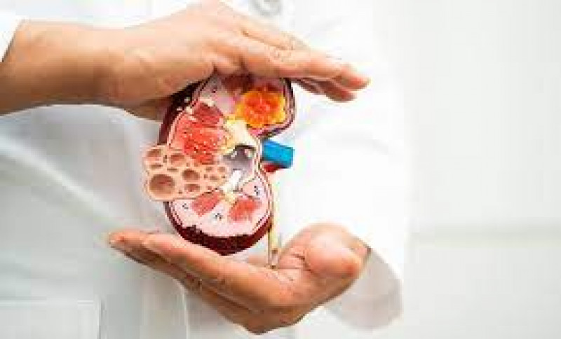 Kidney Shrinkage Ayurvedic Treatment: 